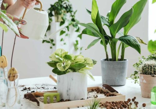 Grüne Oasen im eigenen Zuhause: Tipps für Zimmerpflanzenliebhaber